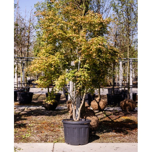 Japansk lönn - Acer palmatum 250-300 MS CONT